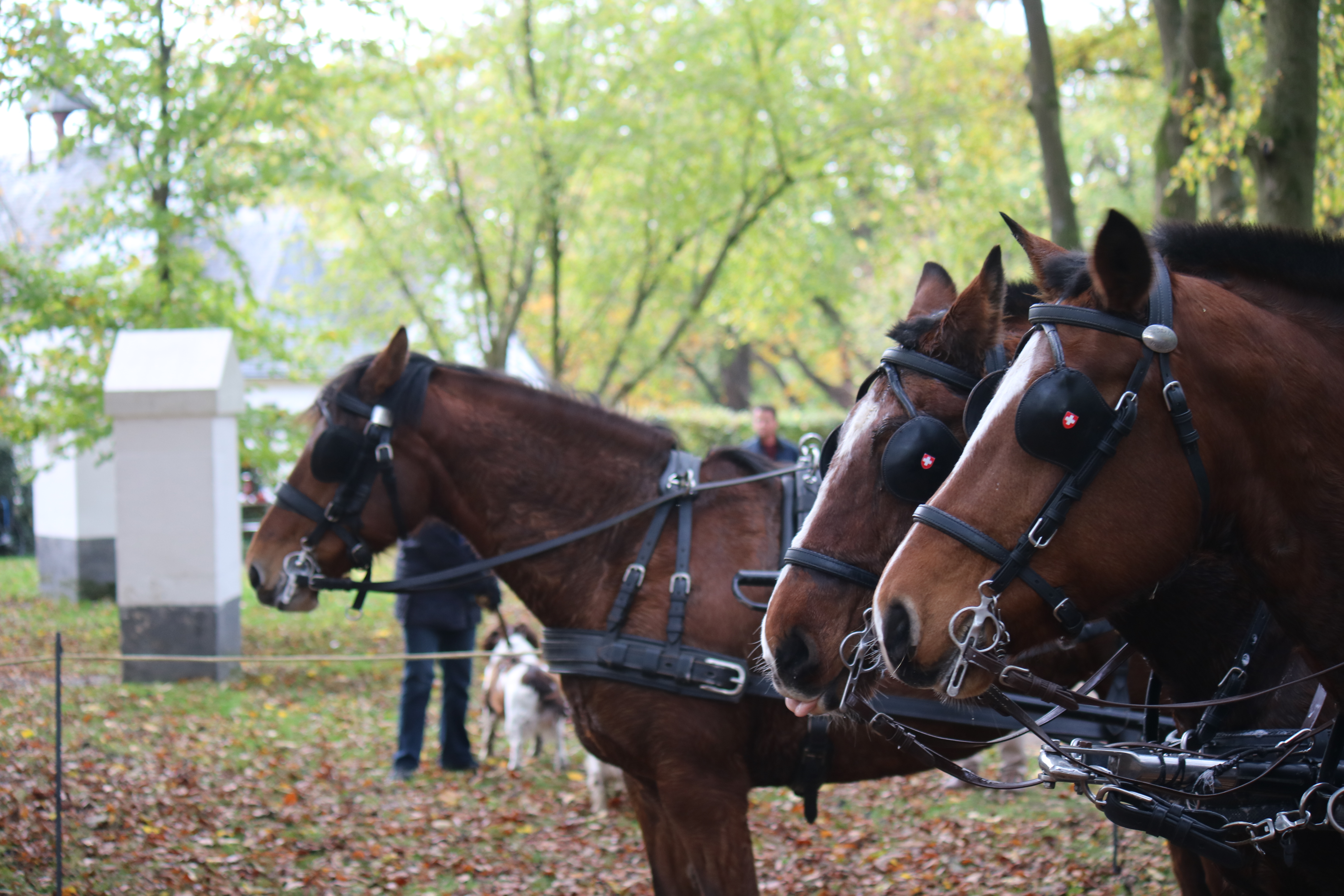 Paardenzegening bij de Kluis